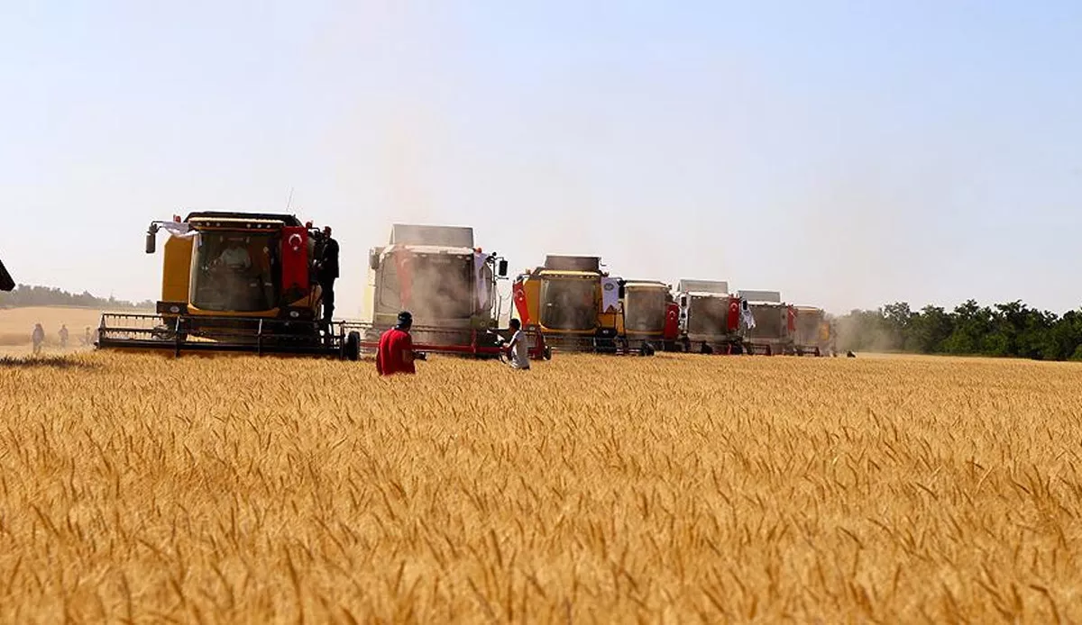 Buğday alım fiyatı netleşti 2023: 1 ton, 1 kg buğday kaç TL, TMO buğday fiyatları 2023 kaç TL? İşte güncel buğday fiyatları...