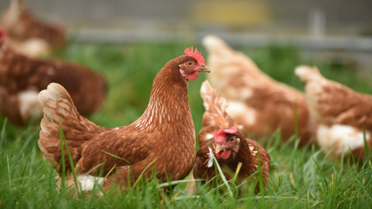 Japonlar tavukların dilini çözdü! Yapay zeka sayesinde tavukların gıdaklayarak ne söylemek istediği anlaşılıyor