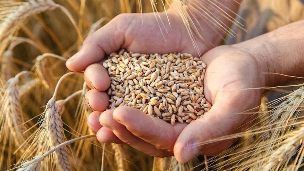 TOBB buğday ve arpa alım fiyatları kaç para oldu? Beyaz, yemlik arpa ve ekmeklik buğday fiyatları mest etti!