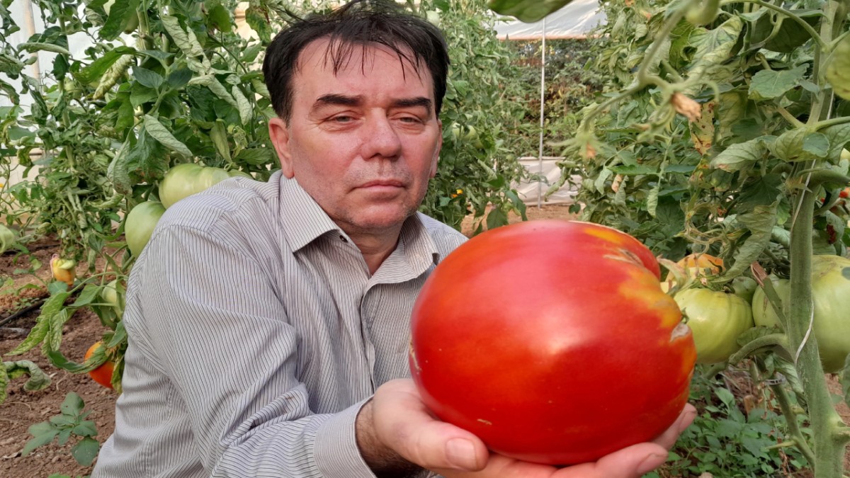 Ata tohumundan dev domatesler üretti! Tanesi 2 kilo geliyor